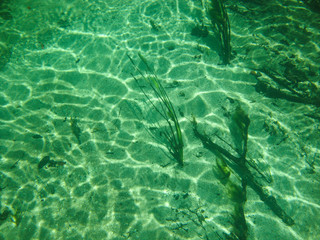  Underwater view with water plants at Sucuri river in Bonito, Mato Grosso do Sul, Brazil                              
