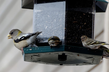Evening Grosbeak and Pine Siskins at bird feeder