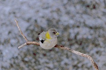 Evening Grosbeak - female