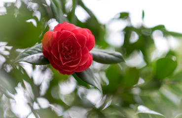 Flowering roses in the summer garden.  focus on the red rose.