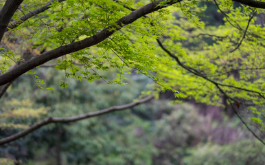 Focus on the foreground with the maple tree