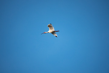 White Ibis Flying