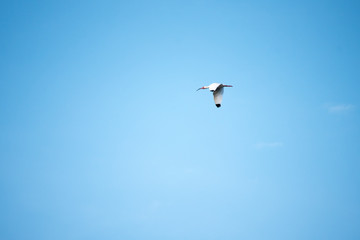 White Ibis Flying