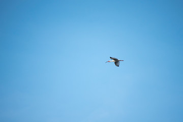 White Ibis Flying