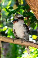 An Australian kookaburra in a tree branch laughing