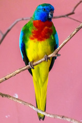 colorful parrot on a branch