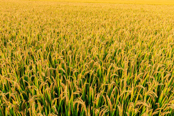 close up of yellow rice field