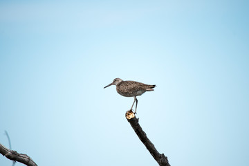 Willet on a Stick