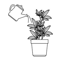 cannabis plant in pot with water sprinkler