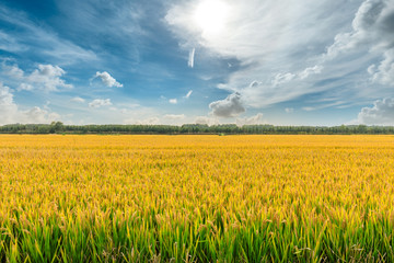 Ripe rice field and sky landscape on the farm
