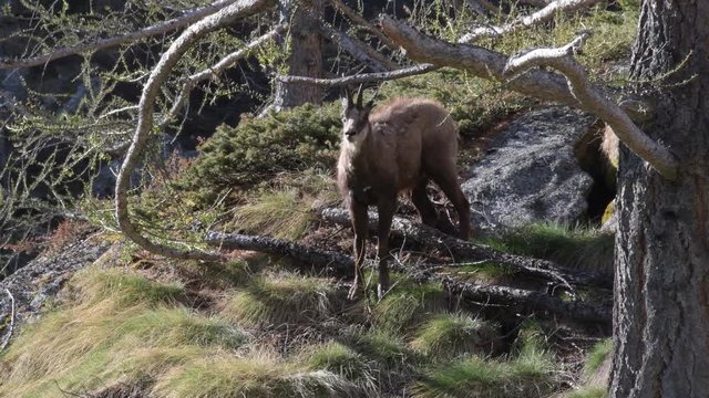 Il giovane camoscio si pulisce le corna strofinandole sul ramo del pino