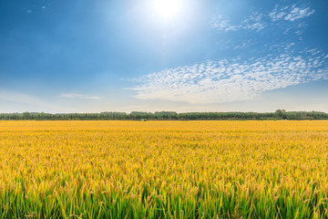 Fototapeta premium Ripe rice field and sky landscape on the farm
