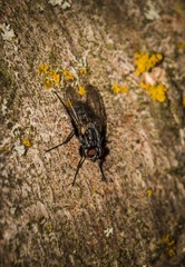 insects living in the macrocosm. macro photo.