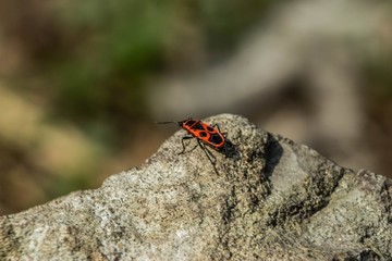 insects living in the macrocosm. macro photo.