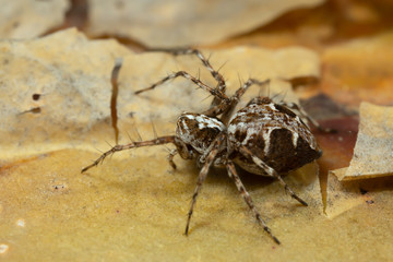 Lynx spider, Oxyopes ramosus on pine bark
