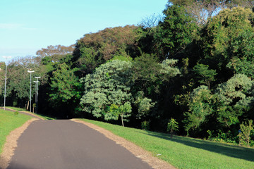 road in forest