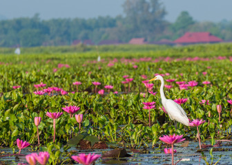 egret in lotus field