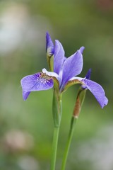 iris in the garden