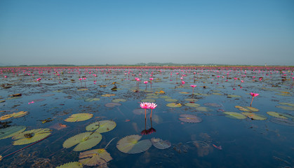 lotus in sea and clear sky