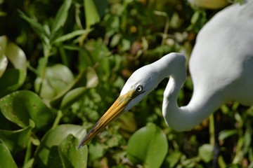 A Great Egret with an almost evil look is is fully focused on hunting its prey in a lilly field in Lettuce Lake Florida