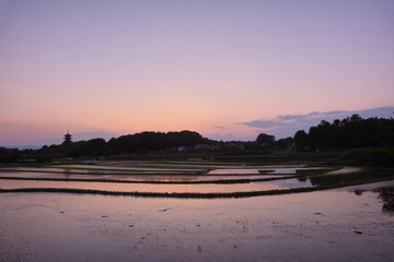 夕焼け田んぼリフレ