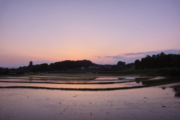 Fototapeta premium 夕焼け田んぼリフレ