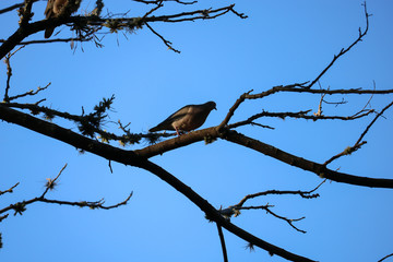 bird on a branch