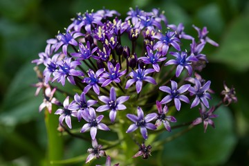 blue flowers