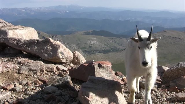 Mountain goat walking on Mount Evans, Colorado, USA