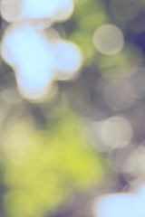 Obraz premium Abstract natural green bokeh out of focus