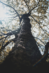 Tree and sun
