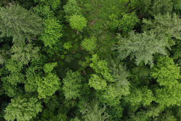 Texture of green trees, top view