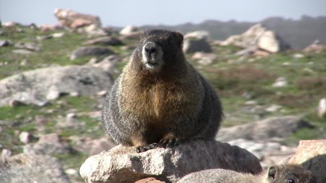 Yellow belly Marmot, Mt. Evans, Colorado USA