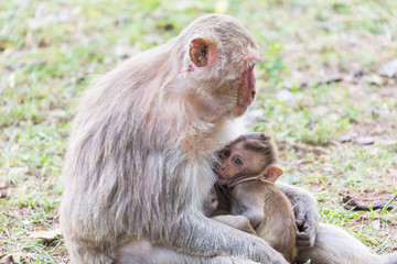 Baby monkey sucks the milk of it's mother