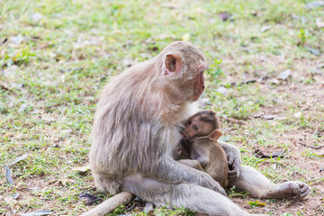 Baby monkey sucks the milk of it's mother
