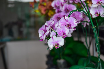 Fototapeta na wymiar Beauty of purple vanda flower in plant nursery