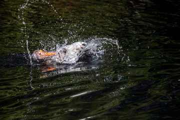 wild duck in a pool taking a bath with splash