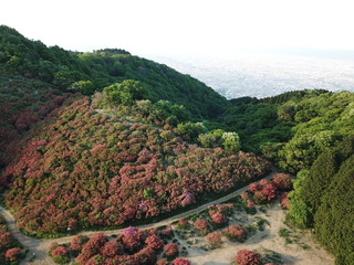 landscape with trees