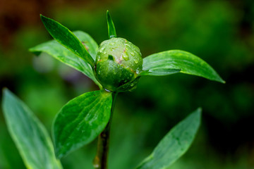 Peony bud is about to bloom	