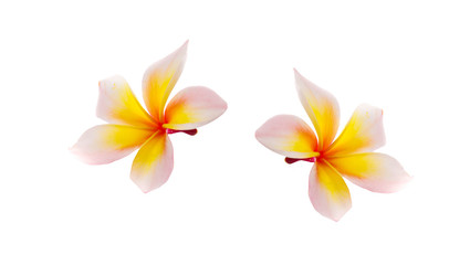 frangipani flower isolated on white