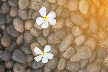 Two White yellow flower plumeria or frangipani on dark pebble rock for spa