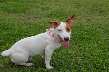 jack russel dog sitting on green grass
