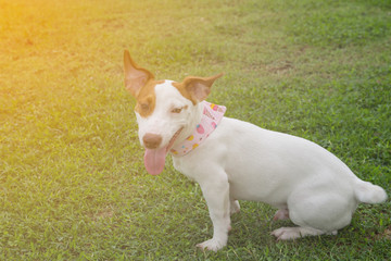 jack russel dog sitting on green grass