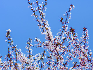 Small white flowers on a tree in full spring bloom