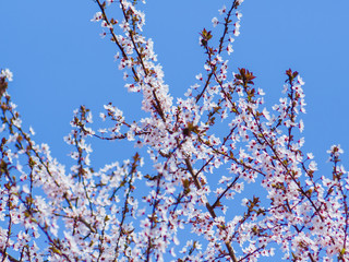 Tree in full spring bloom - beautiful small white flowers