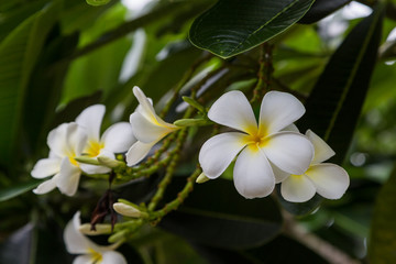 Plumeria flowers on the tree
