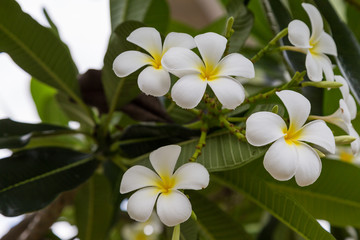 Fototapeta premium Plumeria flowers on the tree