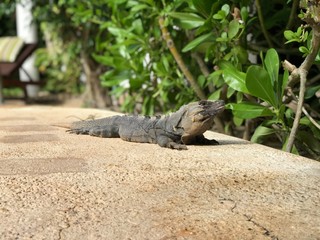 Iguana No. 3