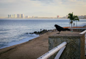 Cuervo vigilando la playa de los Muertos