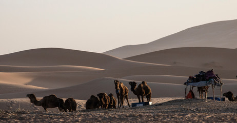 Camels in the Sahara Desert in Morocco